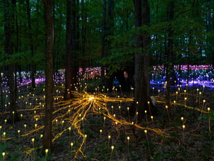 World premiere of light installation to celebrate hospice's 50th year
