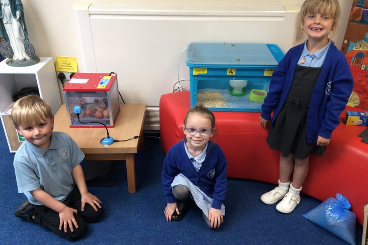 The 'Living Egg' experience has engaged the whole school with the hatching of the chicks streamed live to all classes.