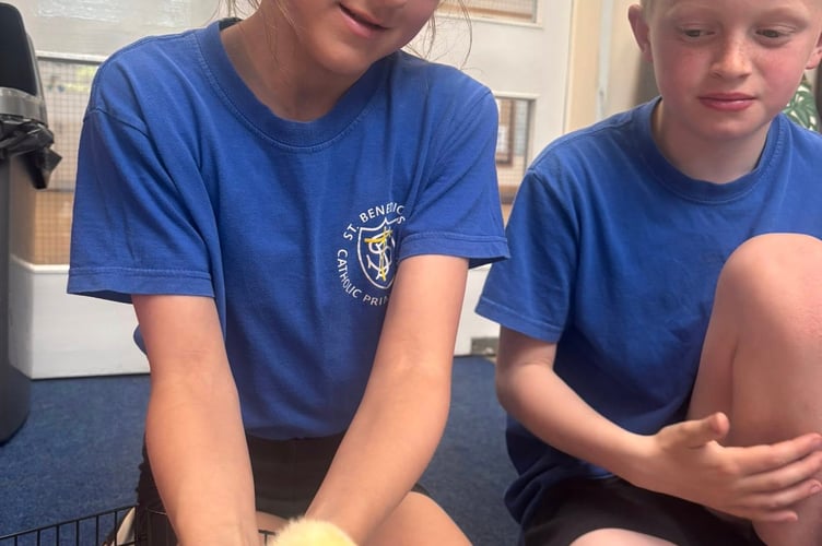 The chicks have captivated the whole school, and was only made possible by the support of the Friends of St Benedict's. 