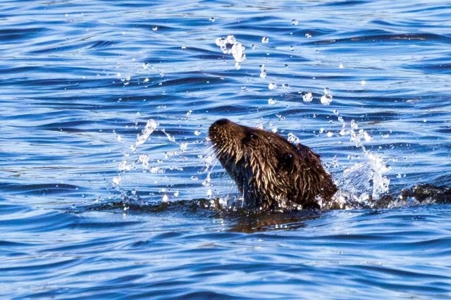 Otter in Chew Valley lake