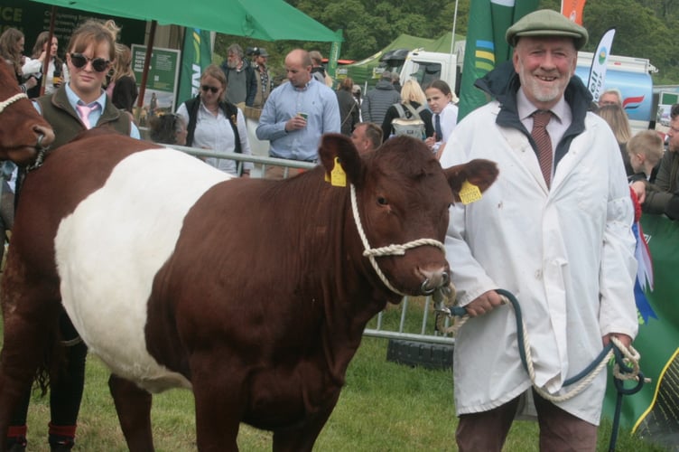 Andrew Tanner with his sheeted Somerset cattle