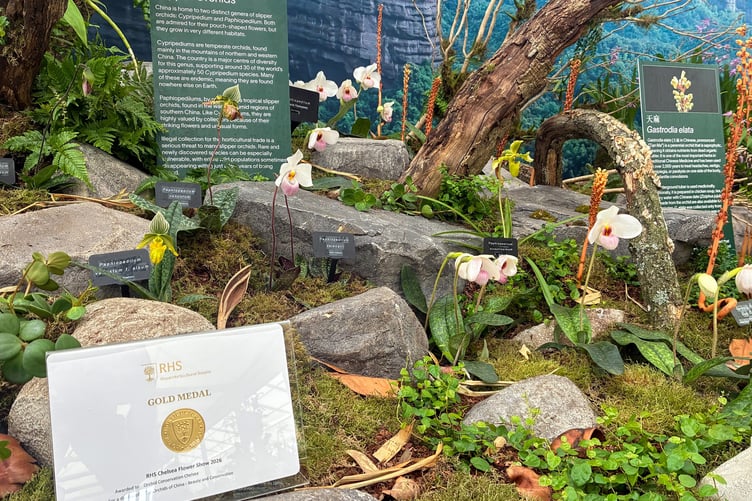 The Writhlington display entitled Orchids of China celebrated China's native orchids and their ecological importance.