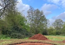 Planting session to bring new Wellow Brook Walk pond to life