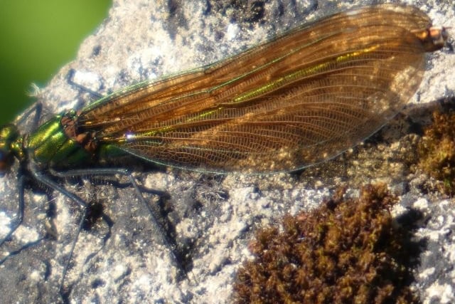 A female demoiselle Hazel spotted this month