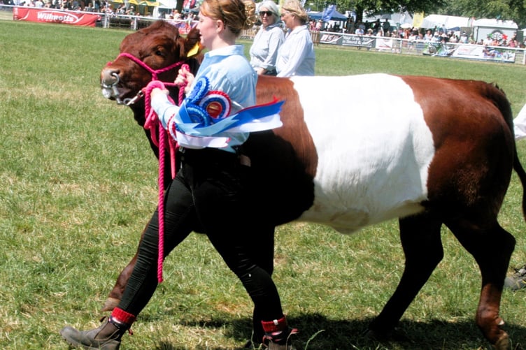 Andrew Tanner's sheeted Somerset cattle