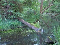 Very rare black-crowned night heron spotted in Somerset