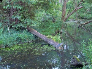 Very rare black-crowned night heron spotted in Somerset