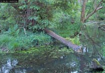 Very rare black-crowned night heron spotted in Somerset
