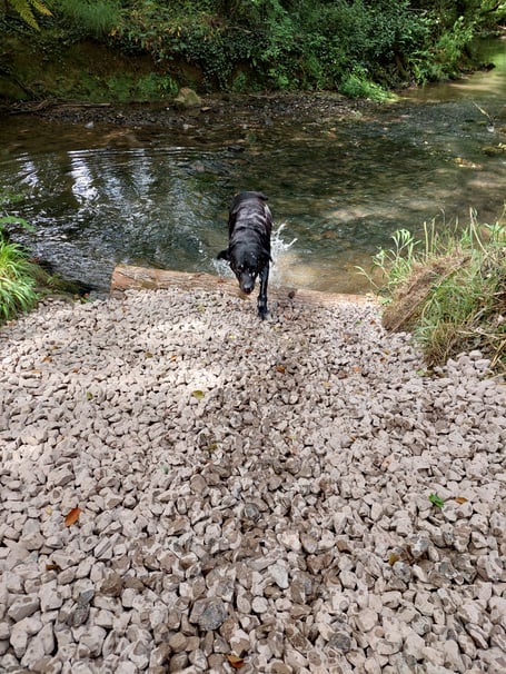 Special areas have been created along the brook to give our four-legged friends dipping access. 