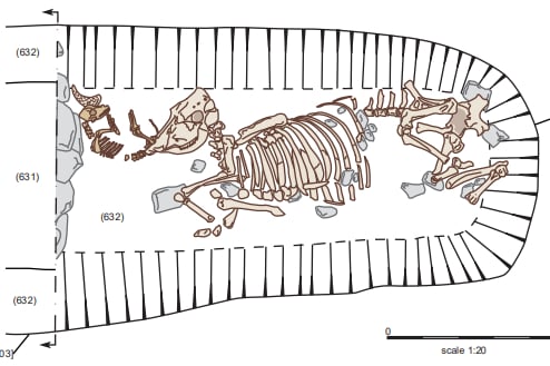 An illustration of the dog and cow remains discovered during an archaeological dig at the Haydon site.