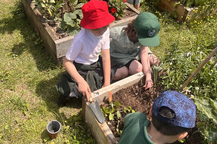 The school's gardening club run by Mrs Moss is the favourite part of the school week for many pupils.
